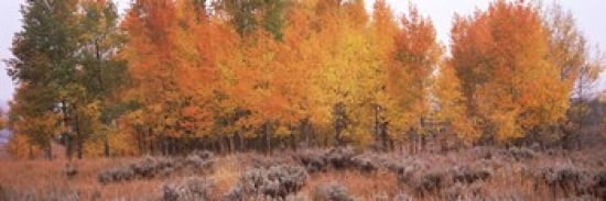 Forest Jackson Jackson Hole Teton County Wyoming USA Canvas Art - Panoramic Images (36 x 12)