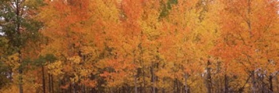 Forest Jackson Jackson Hole Teton County Wyoming USA Canvas Art - Panoramic Images (36 x 12)