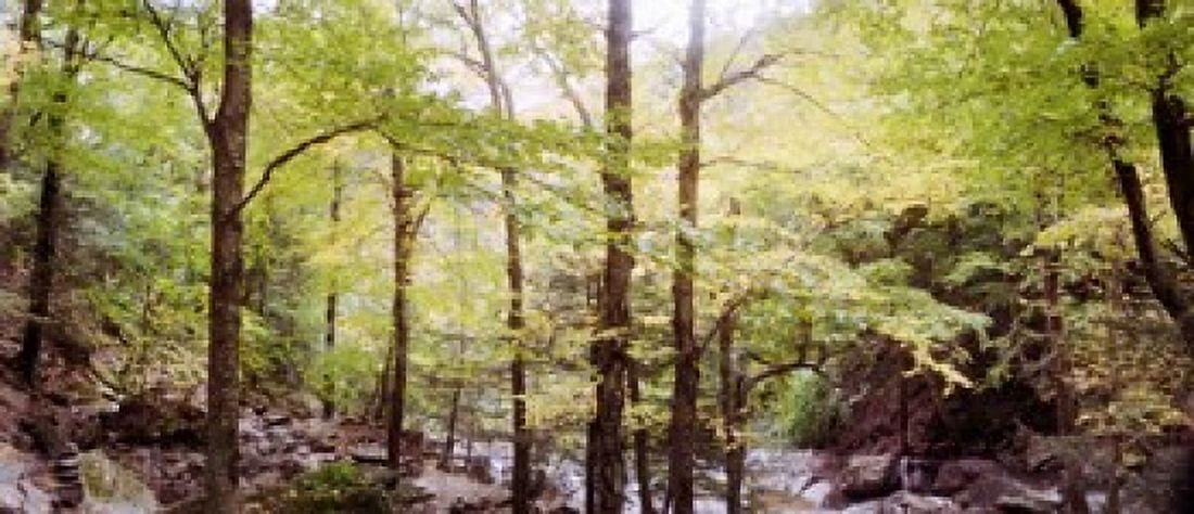 Forest Kaaterskill Falls Catskill Mountains New York State USA Canvas Art - Panoramic Images (30 x 13)