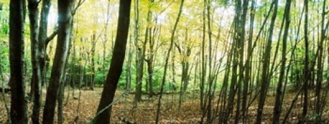 Forest Kaaterskill Falls area Catskill Mountains New York State USA Canvas Art - Panoramic Images (15 x 6)