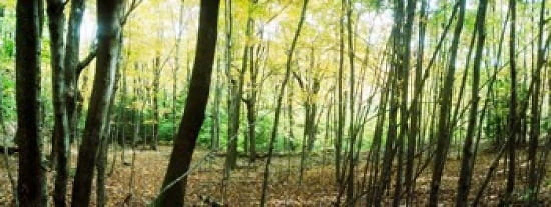 Forest Kaaterskill Falls area Catskill Mountains New York State USA Canvas Art - Panoramic Images (30 x 12)