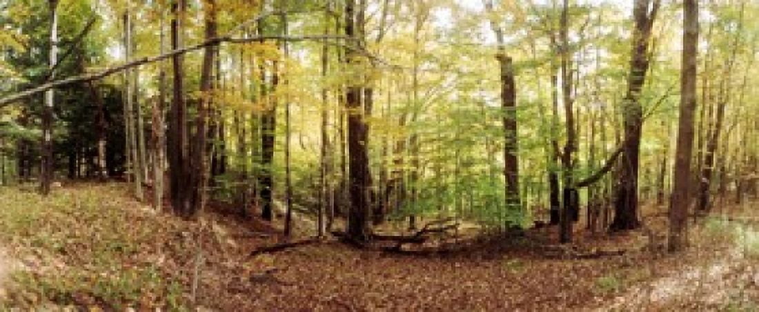 Forest Kaaterskill Falls area Catskill Mountains New York State USA Canvas Art - Panoramic Images (30 x 13)
