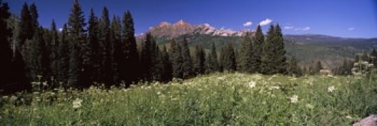 Forest Kebler Pass Crested Butte Gunnison County Colorado USA Canvas Art - Panoramic Images (36 x 12)