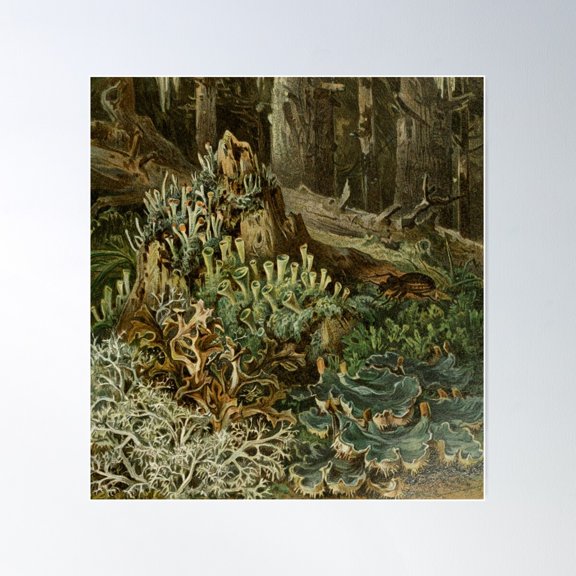 Forest Lichen Poster, 24x36 UNFRAMED