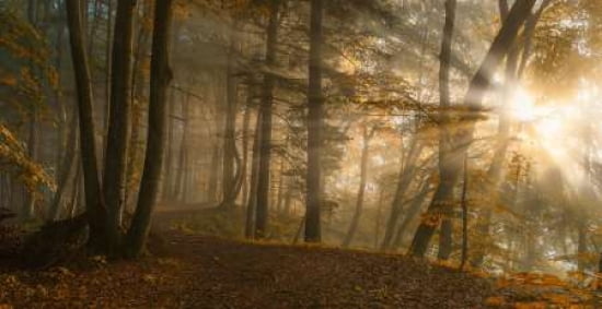 Forest Light Canvas Art - Norbert Maier (24 x 48)