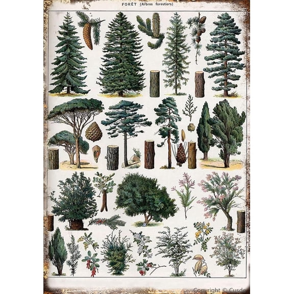 Forest Metal Tin Sign, Pine Tree Nature Wall Art, Retro Vintage Home Decoration, Indoor Outdoor Wall Panel, 8 x 12 Inch