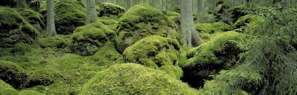 Forest Moss Sweden Canvas Art - Panoramic Images (6 x 18)