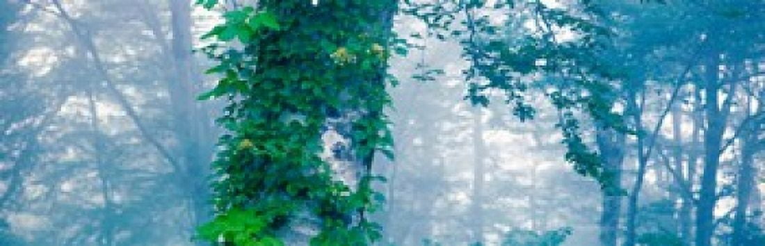 Forest Nagano Kijimadaira-mura Japan Canvas Art - Panoramic Images (36 x 12)