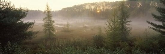 Forest Northern Highland-American Legion State Forest Vilas County Wisconsin USA Canvas Art - Panoramic Images (36 x 12)