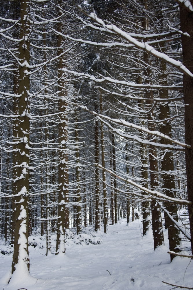 Forest Of Marburg In Winter Germany Canvas Art - Carlos Sanchez Pereyra Design Pics (12 x 19)