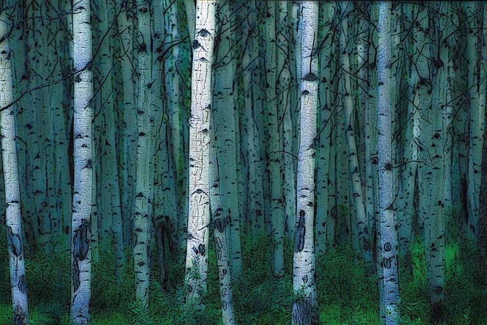 Forest Of Poplar Tree Trunks Canvas Art - Corey Hochachka Design Pics (17 x 11)
