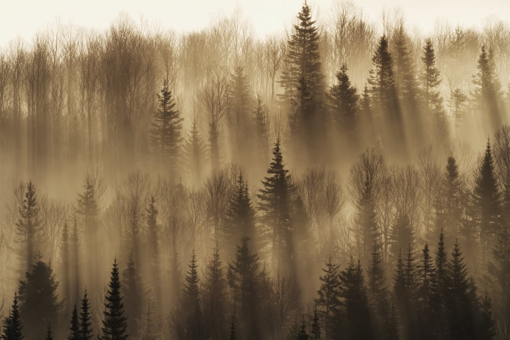 Forest Of Spruce Trees With Mist At Sunrise In Gaspesie National ParkQuebec Canada Canvas Art - Philippe Henry Design Pics (19 x 12)