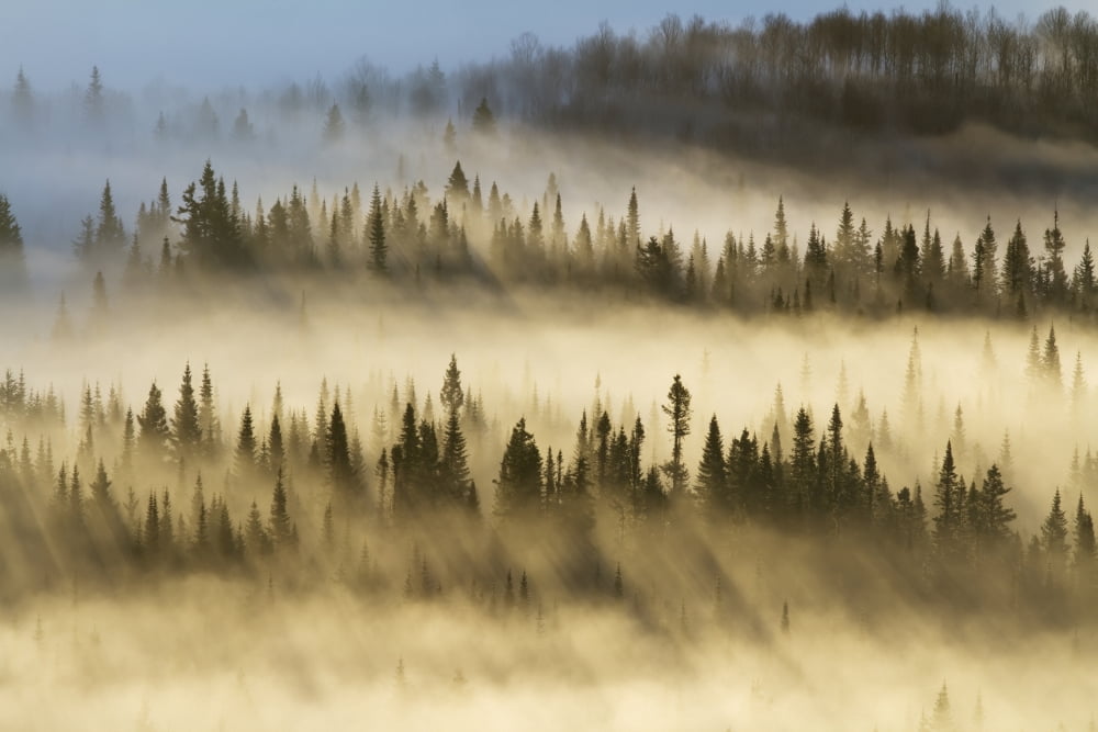 Forest Of Spruce Trees With Mist At Sunrise In Gaspesie National ParkQuebec Canada Canvas Art - Philippe Henry Design Pics (19 x 12)