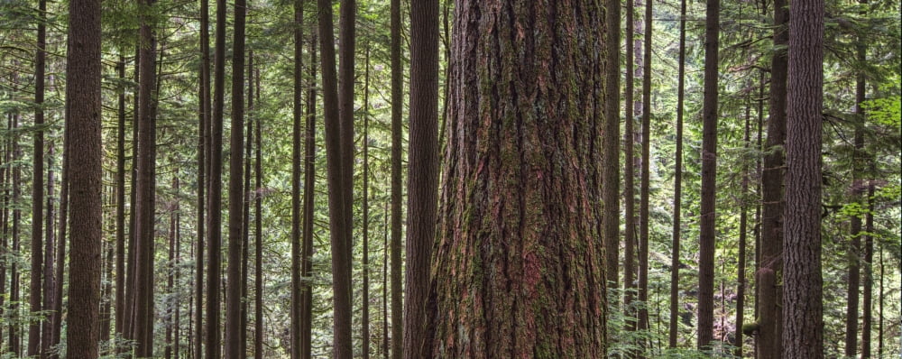 Forest On The Hillside Of Grouse MountainNorth Vancouver British Columbia Canada Canvas Art - Robert Postma Design Pics (44 x 18)