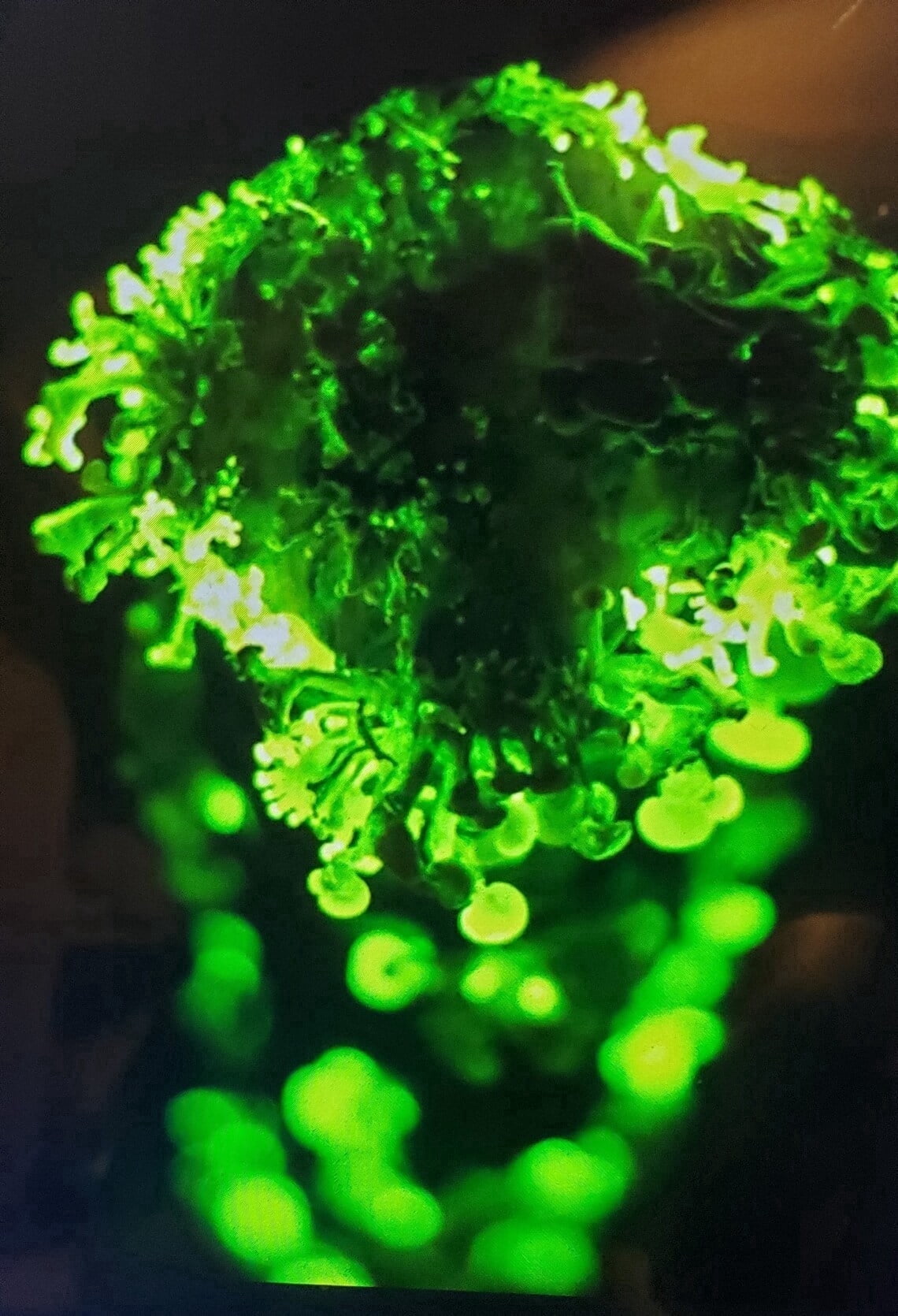 Curated visual reference: Visual Reference: Forest Organics Glow In The Dark Mushroom Growing Kit
