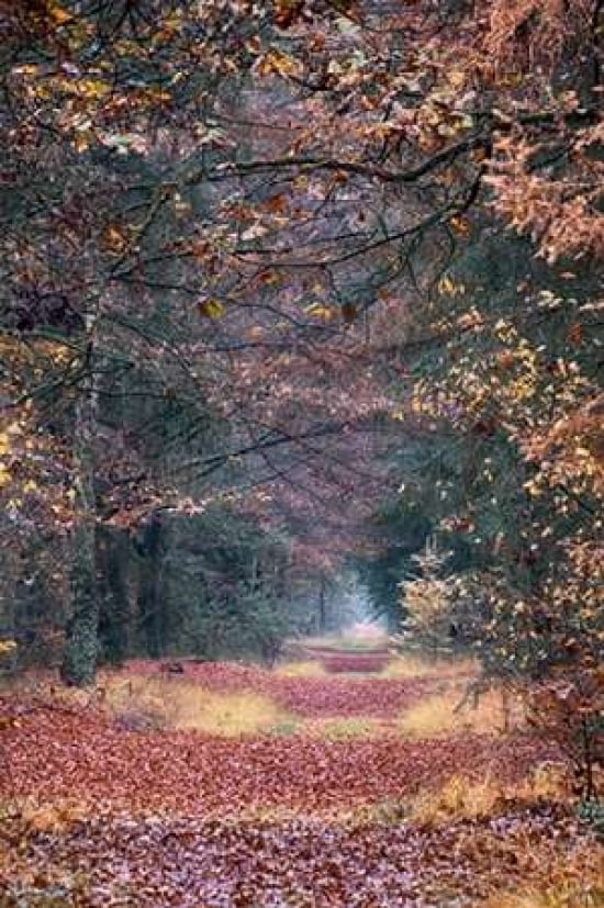Forest Path Canvas Art - Cora Niele (24 x 36)