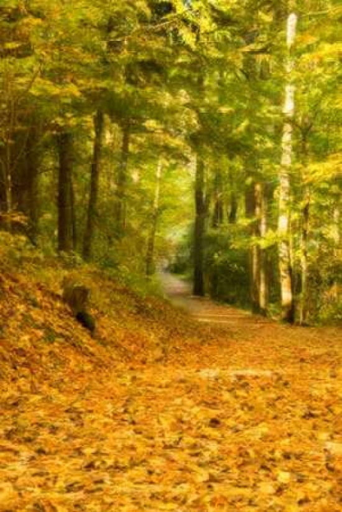 Forest Path Canvas Art - Ramona Murdock (24X36)