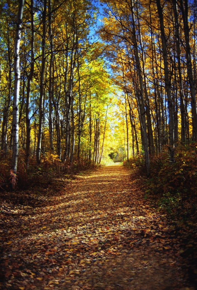 Forest Path In Autumn Canvas Art - Darren Greenwood Design Pics (22 x 32)