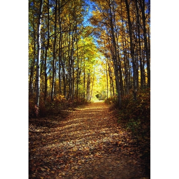 Forest Path In Autumn Poster Print
