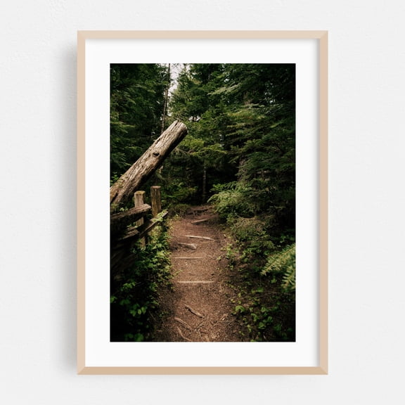 Forest Pathway - Washington Photography Forest Nature Woodland Scenic Wilderness Rustic Oak Framed Wall Art Print 5 x 7 inches