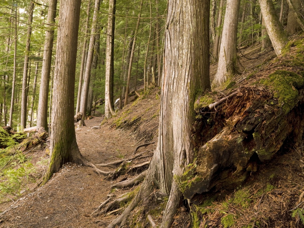 Forest Pathway Whistler British Columbia Canvas Art - Keith Levit Design Pics (18 x 13)