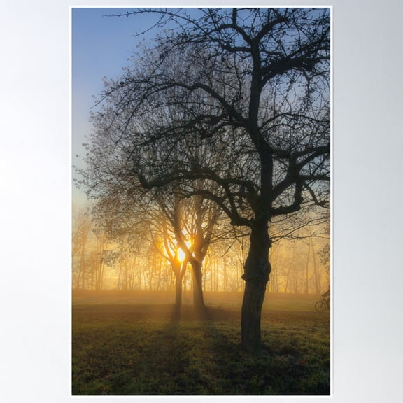 Forest Photo With A Beautiful Lighting Mood Poster Wall Art, Modern Wall Decor, 8x12 UNFRAMED