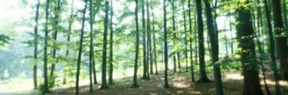 Forest Scene with Fog Odenwald near Heidelberg Germany Canvas Art - Panoramic Images (18 x 6)