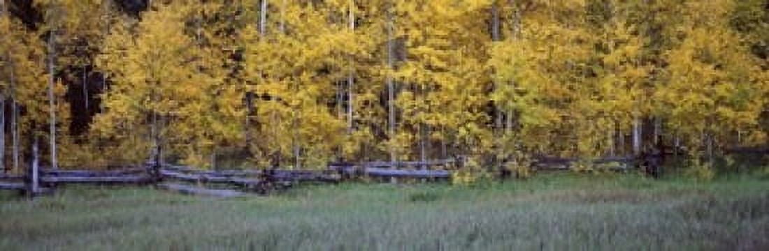 Forest State Highway 62 Ridgway Colorado USA Canvas Art - Panoramic Images (18 x 6)