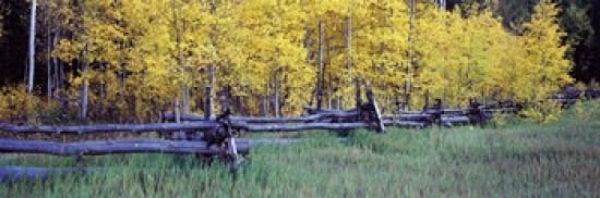 Forest State Highway 62 Ridgway Colorado USA Canvas Art - Panoramic Images (36 x 12)
