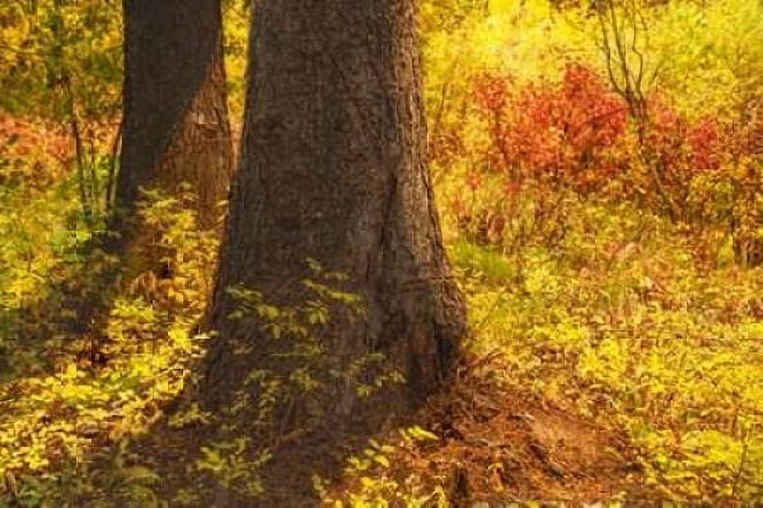 Forest Sunstream Canvas Art - Ramona Murdock (24 x 36)