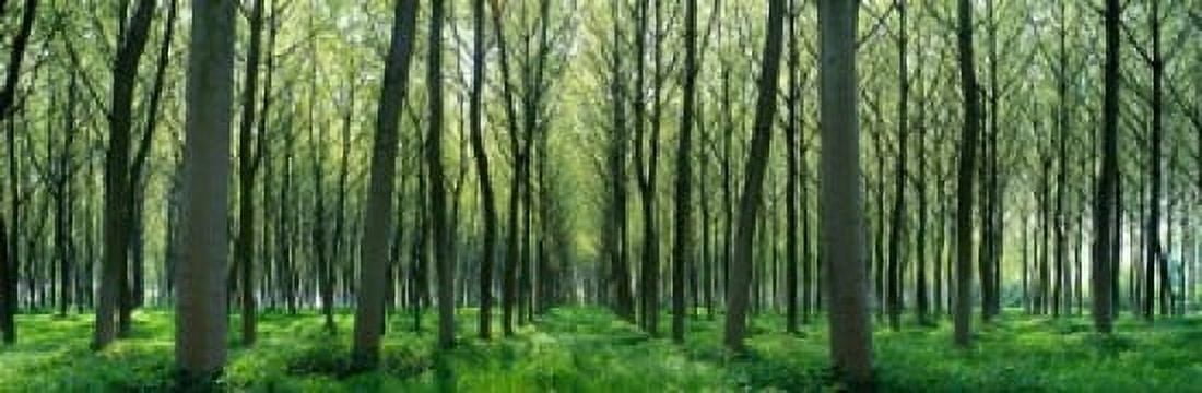 Forest Trail Chateau-Thierry France Canvas Art - Panoramic Images (18 x 6)