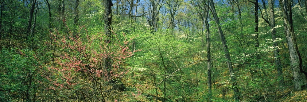 Forest Trail of Tears Shawnee National Forest Illinois USA Canvas Art - Panoramic Images (36 x 12)