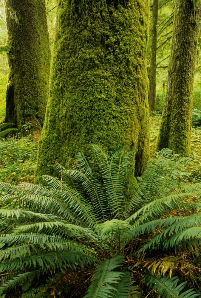 Forest Trees Carmanagh Walbran Provincial Park Vancouver Island Bc Canvas Art - John Sylvester Design Pics (22 x 34)