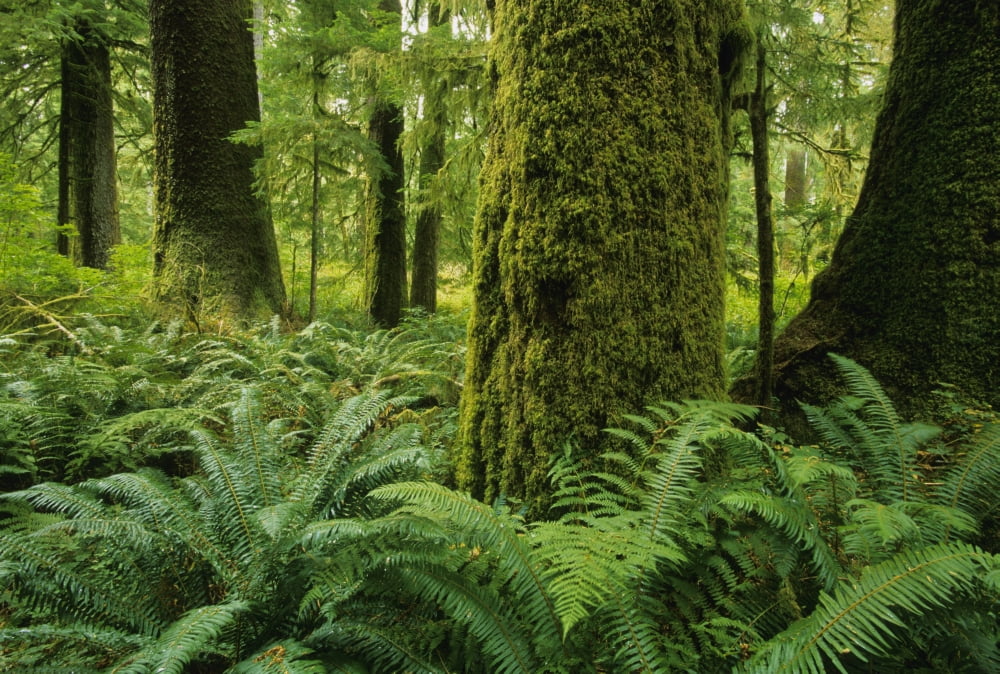 Forest Trees Carmanah Walbran Provincial Park Vancouver Island Bc Canvas Art - John Sylvester Design Pics (17 x 11)