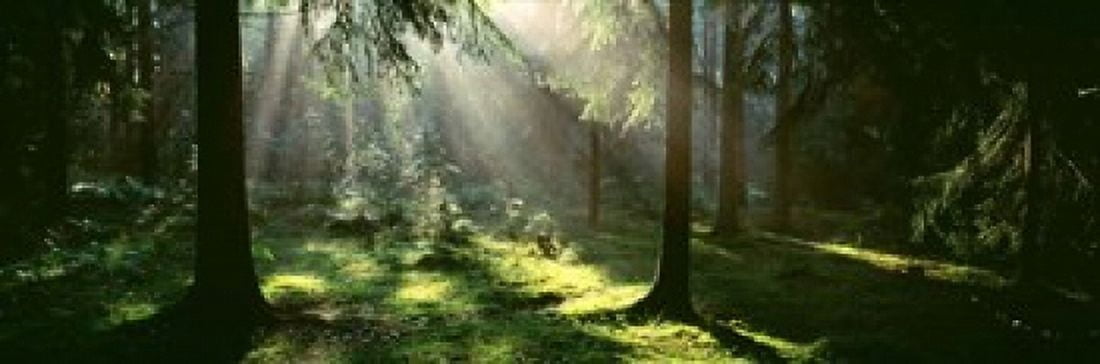 Forest Uppland Sweden Canvas Art - Panoramic Images (37 x 12)