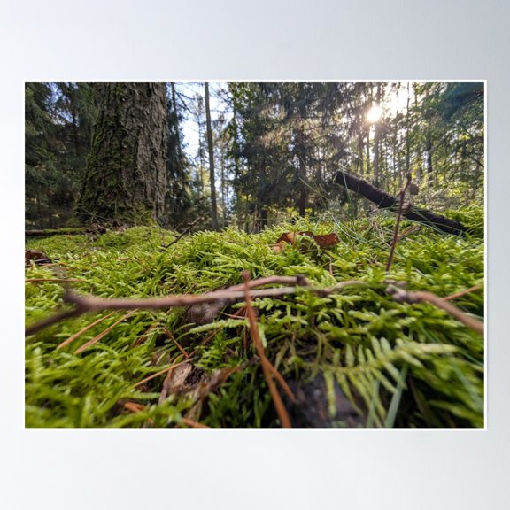 Forest Walk In The Moss-Covered Forest Poster Wall Art, Modern Wall Decor, 8x12 UNFRAMED