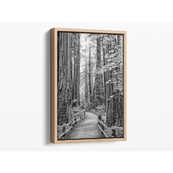 Forest Wall Art Black And White Redwood Pathway Fine Art Photography Print California Natureinspired Art For Home Decor