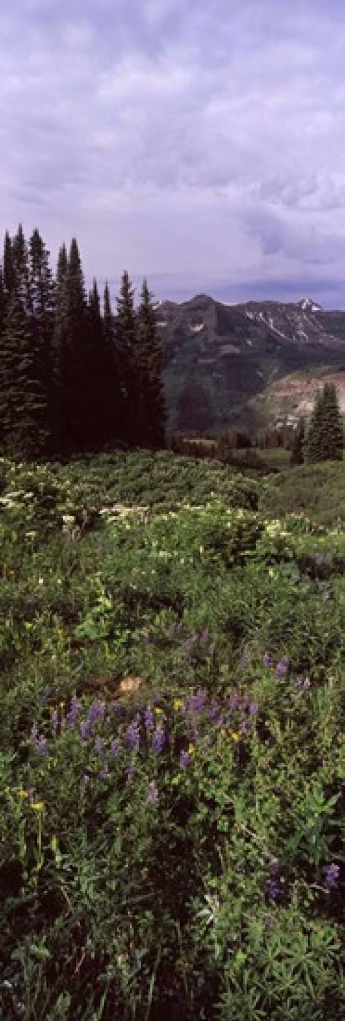 Forest Washington Gulch Trail Crested Butte Gunnison County Colorado USA Canvas Art - Panoramic Images (36 x 12)