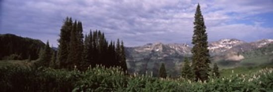 Forest Washington Gulch Trail Crested Butte Gunnison County Colorado USA Canvas Art - Panoramic Images (36 x 12)
