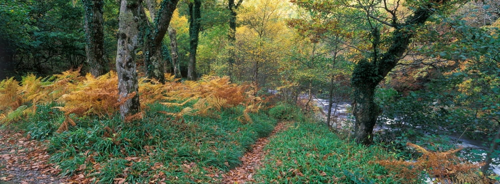 Forest Watersmeet Exmoor Devon England Canvas Art - Panoramic Images (36 x 12)