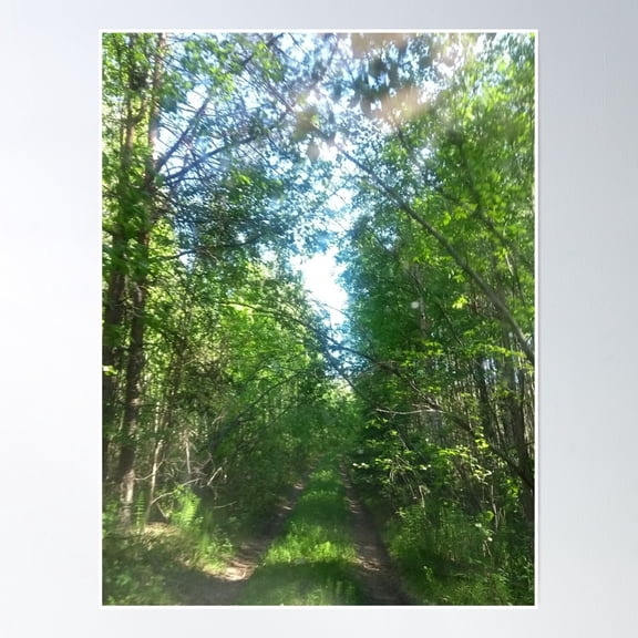 Forest Way Poster Wall Art, Modern Wall Decor, 8x12 UNFRAMED
