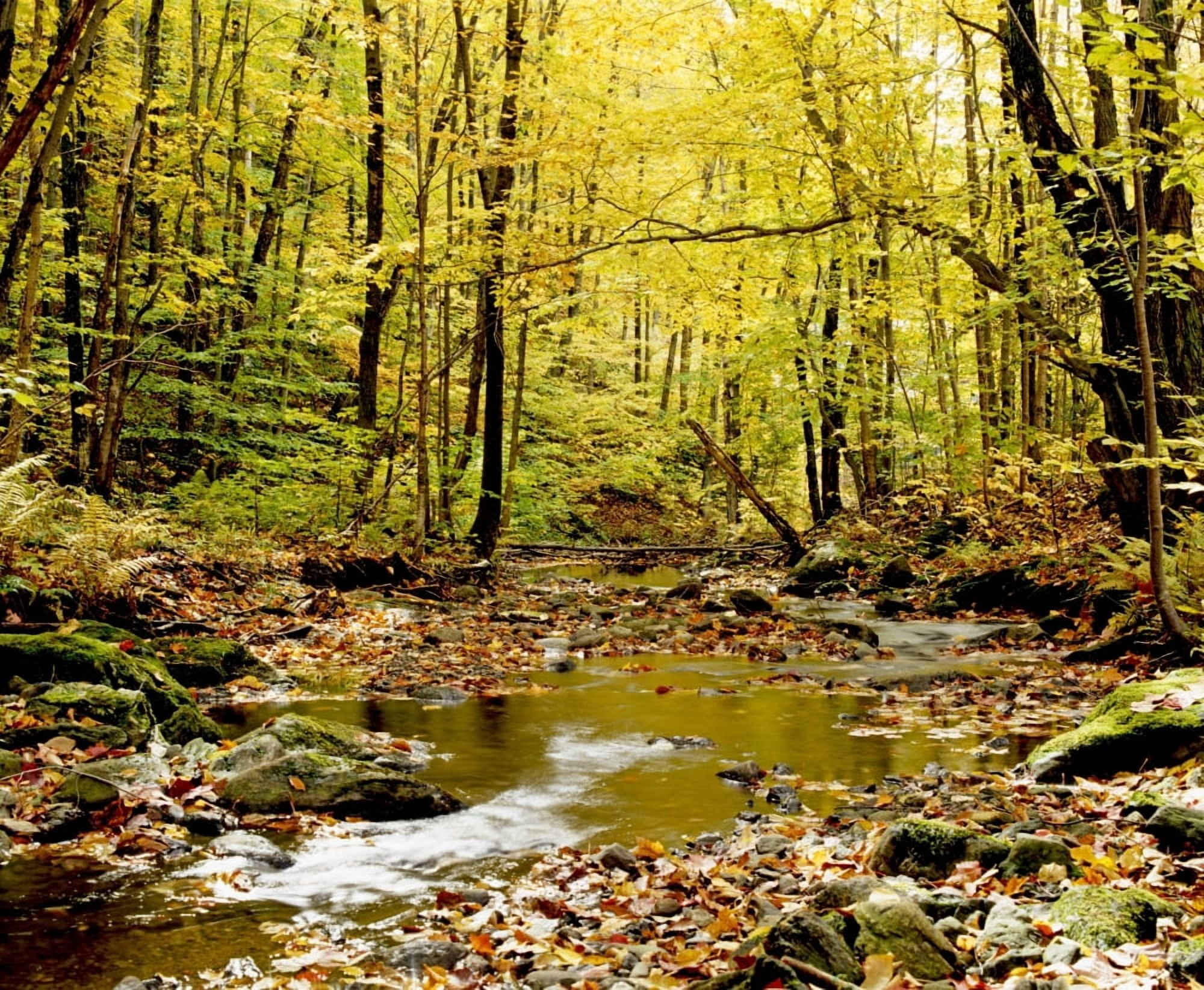 Forest With Creek Flowing Through It Canvas Art - David Chapman Design Pics (16 x 13)