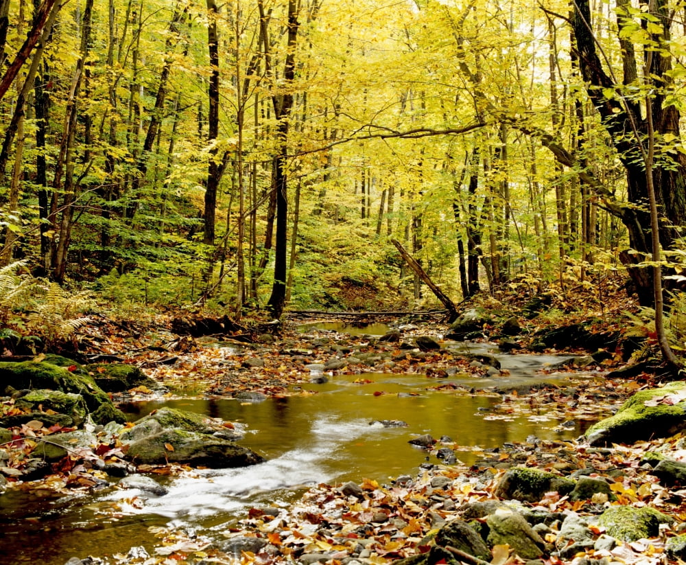 Forest With Creek Flowing Through It Canvas Art - David Chapman Design Pics (32 x 26)