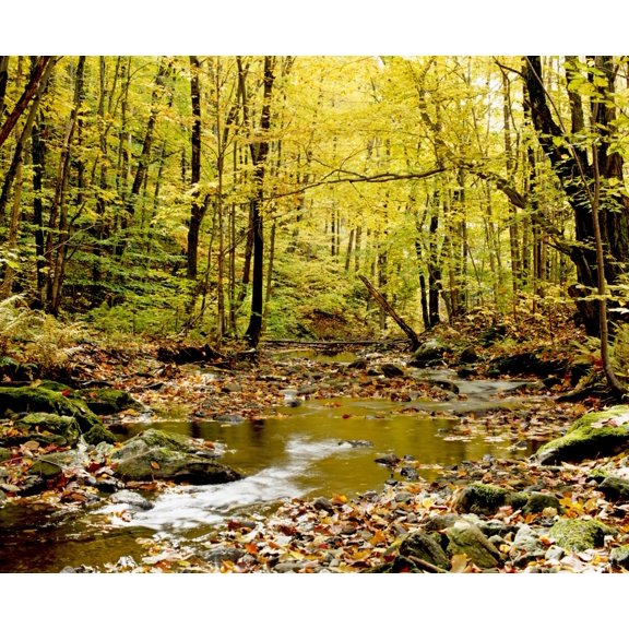Forest With Creek Flowing Through It Canvas Art - David Chapman Design Pics (32 x 26)