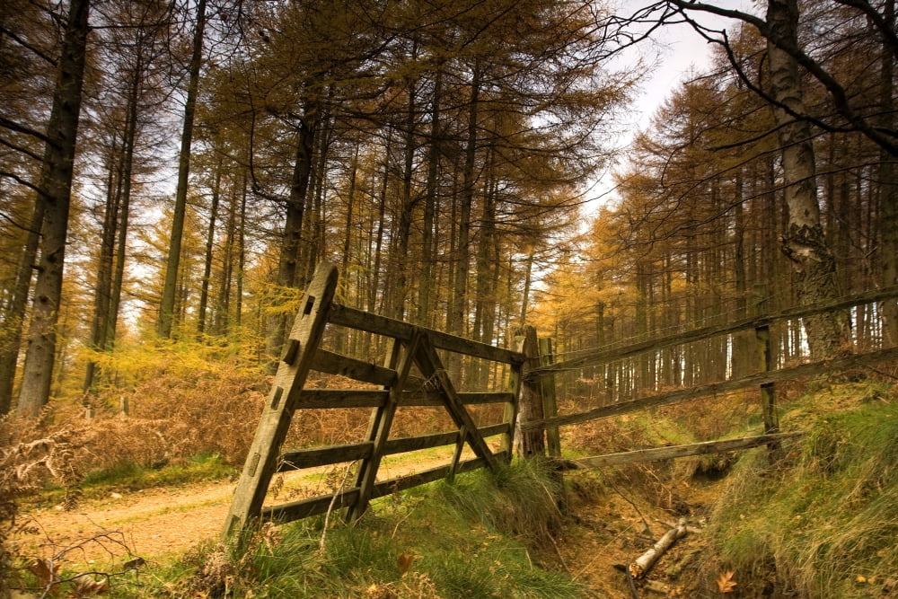 Forest Yorkshire England Canvas Art - John Short Design Pics (36 x 24)