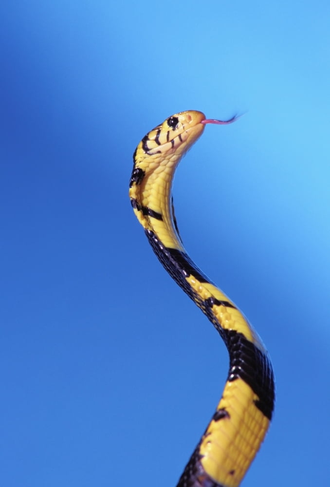 Forest cobra (naja melanoleuca) against a blue backgroundBritish columbia canada Canvas Art - Thomas Kitchin & Victoria Hurst Design Pics (12 x 18)