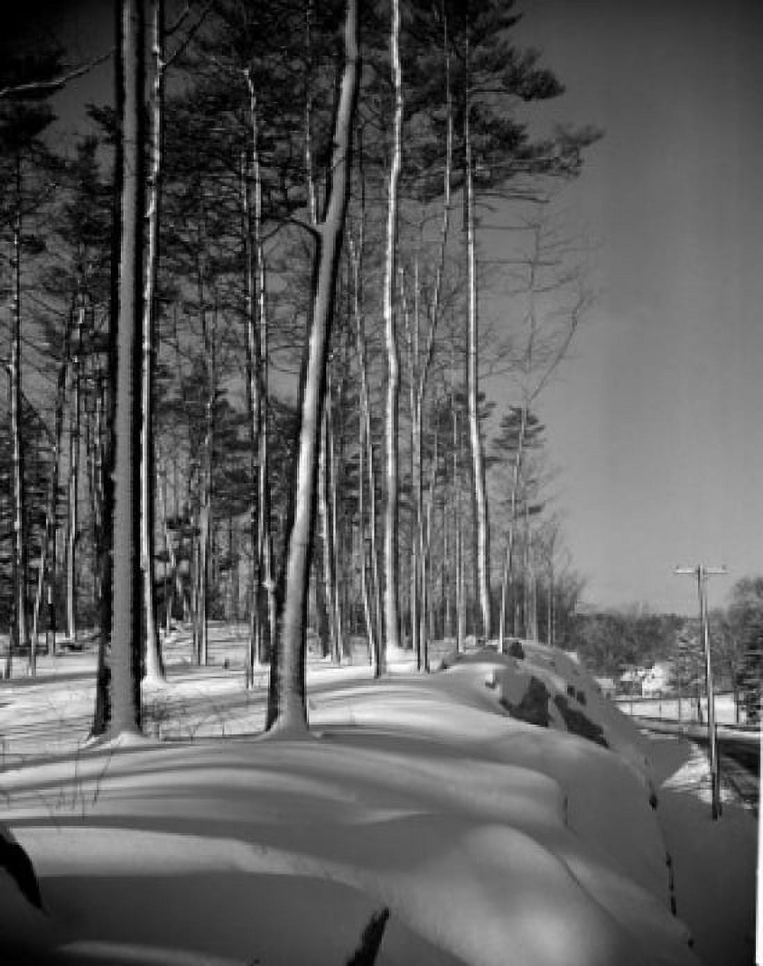 Forest during winter Canvas Art - (18 x 24)