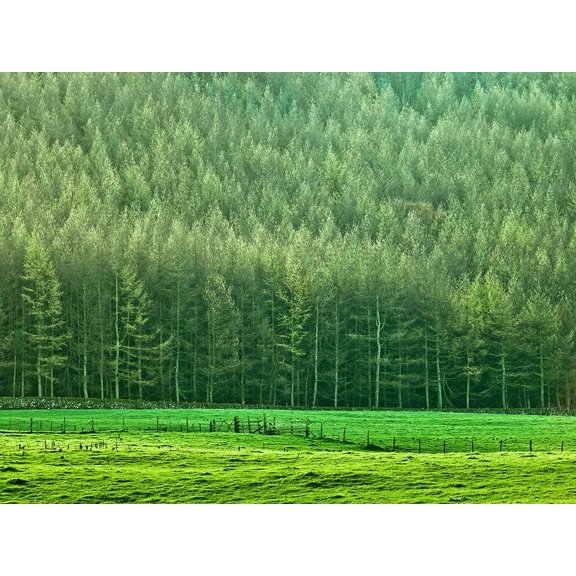 Forest edge by Assaf Frank (36 x 24)