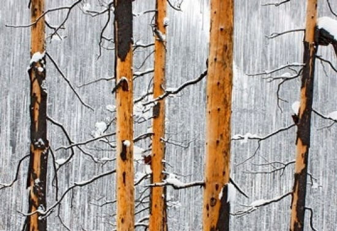 Forest fire Winter Kootenay NP British Columbia Canvas Art - Paul Colangelo DanitaDelimont (36 x 24)