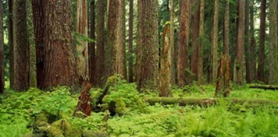 Forest floor Olympic National Park WA USA Canvas Art - Panoramic Images (24 x 12)